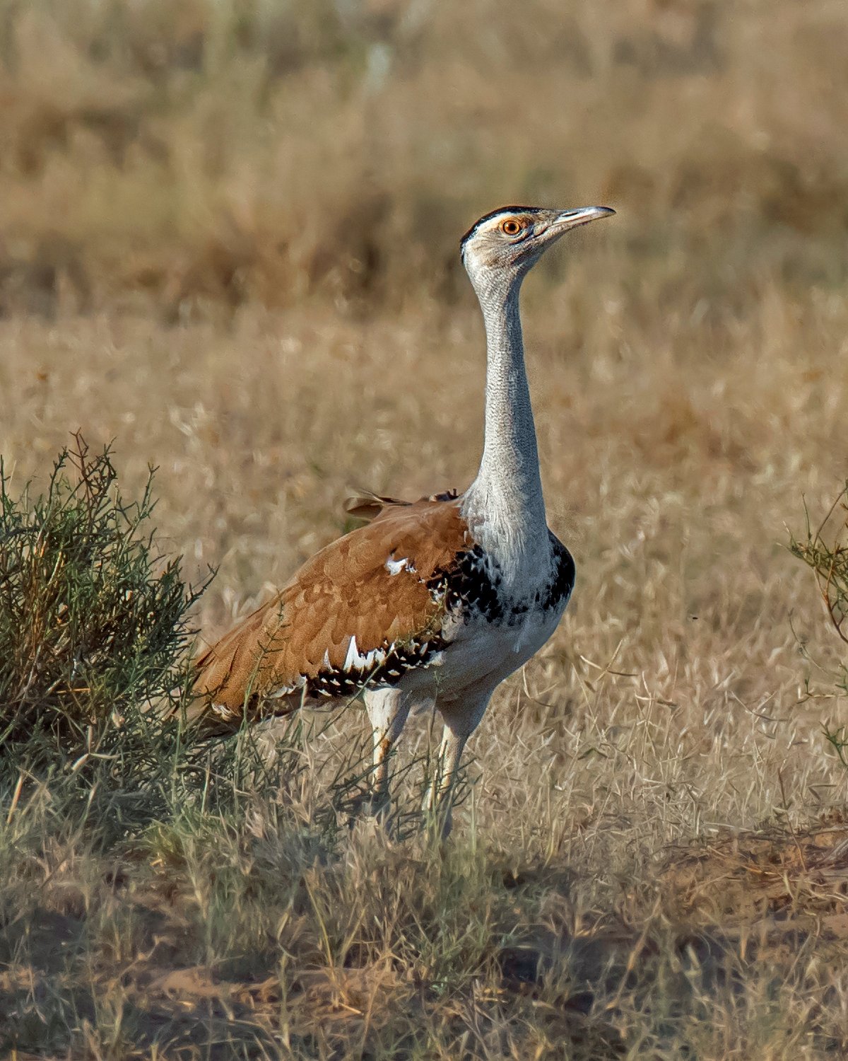 Great Indian Bustard – Desert National Park, Rajasthan