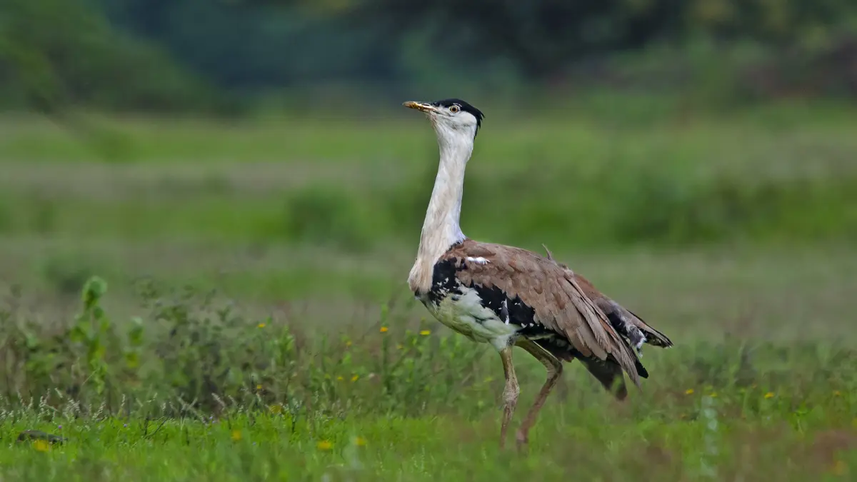Great Indian Bustard close-up